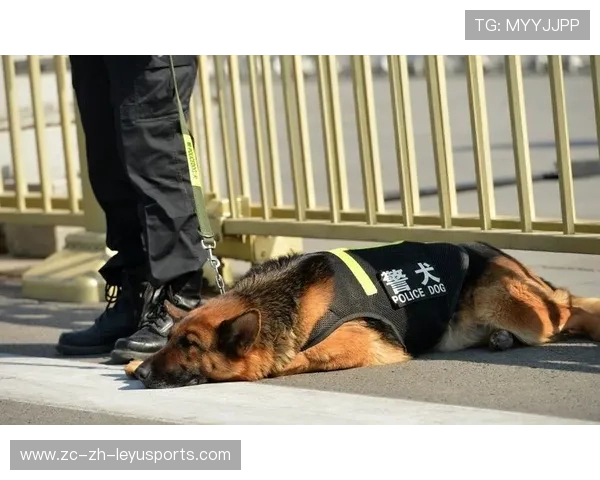 体育“安保犬”：嗅探爆炸物的K9队员