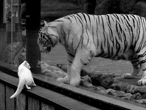 乐鱼体育官网登录-2024年国际乒联混合团体世界杯：瑞典队如何脱颖而出，瑞典世界乒乓球赛