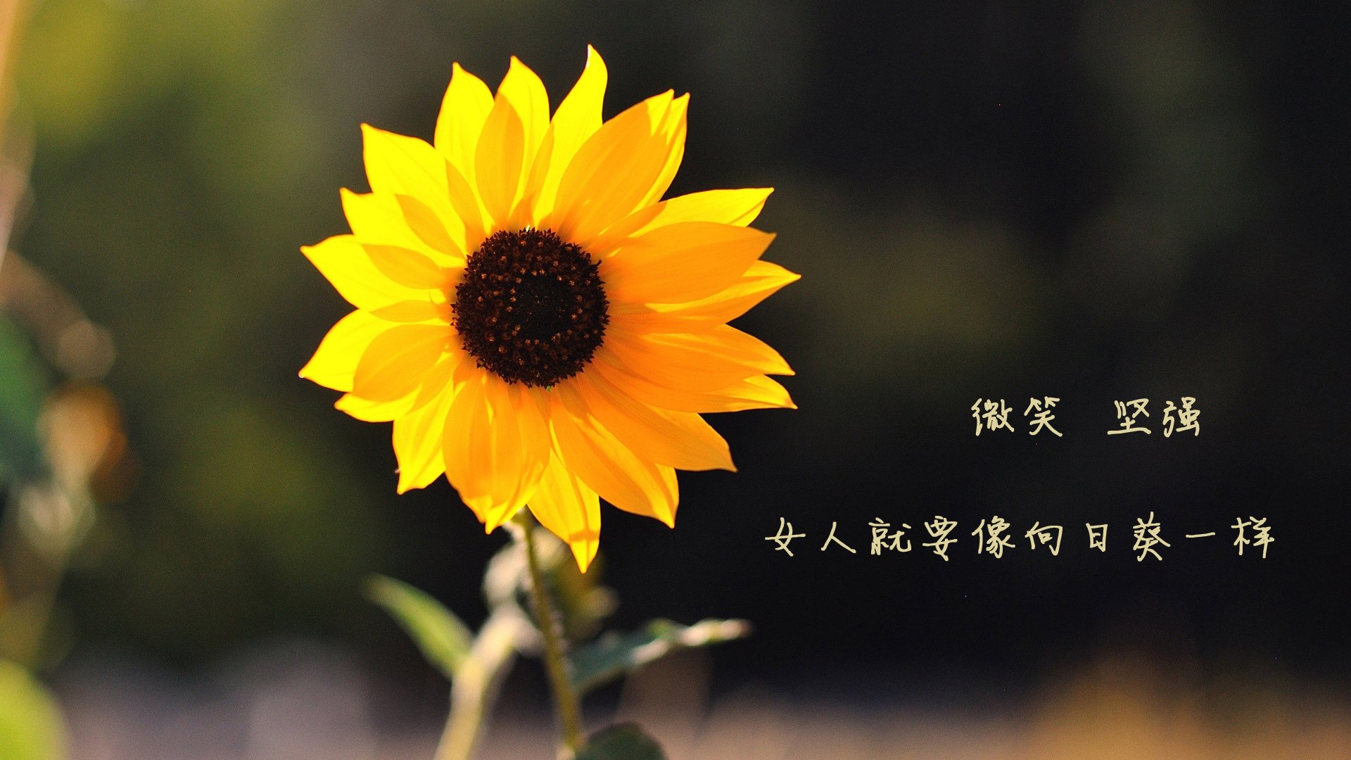 乐鱼体育官网网址-世界杯中国女足战败 球迷分析技战术短板，史诗级对攻!中国女足3-4落后,连扳2球绝杀世界第1