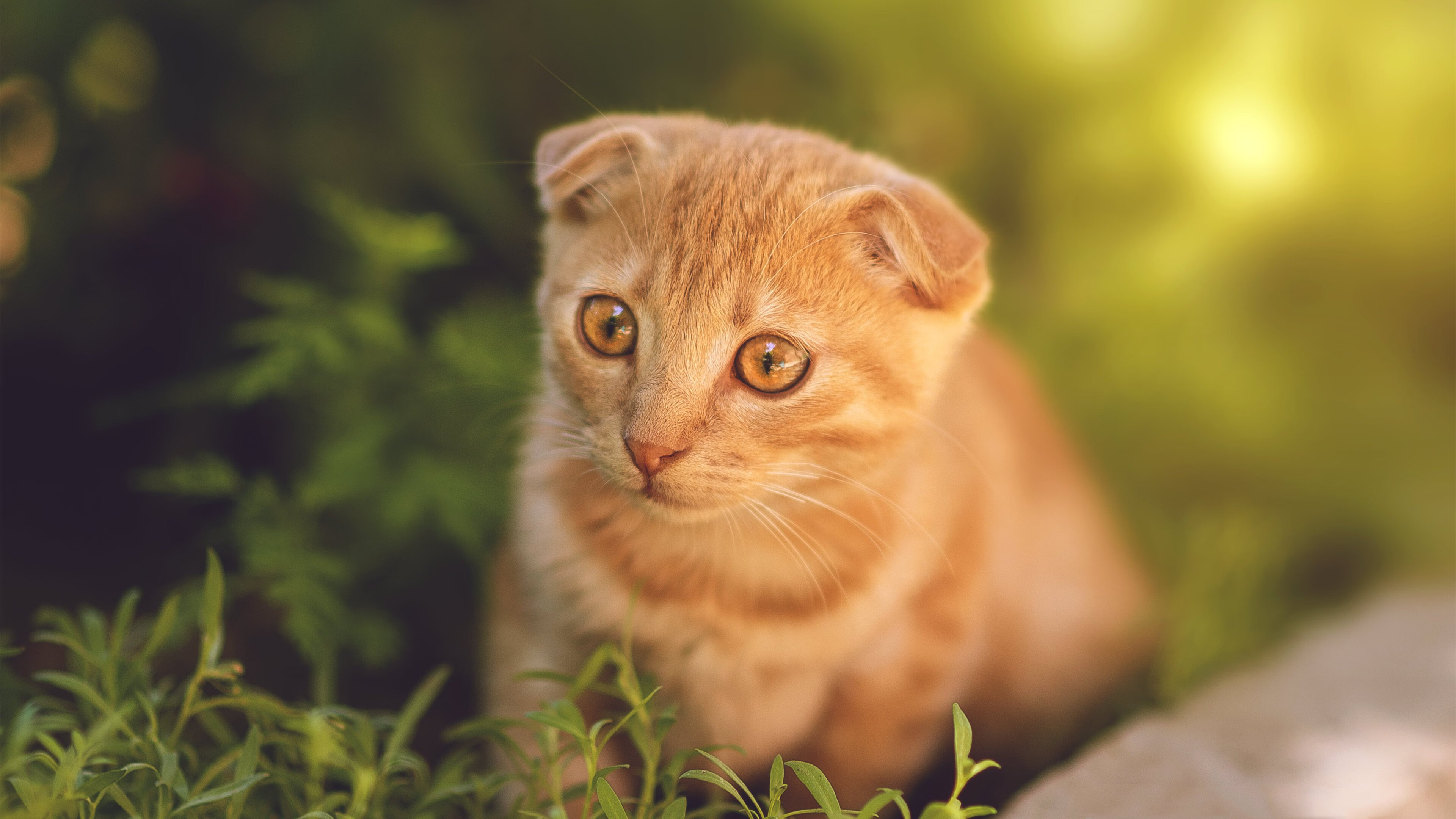 乐鱼官网安全-中国女篮热身赛全胜 阵容稳定信心提升，中国女篮wnba热身赛