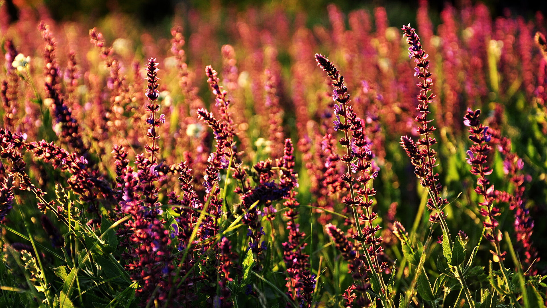 乐鱼体育app官网-国家体育总局通报运动队心理干预实训基地建设进度,运动心理干预师