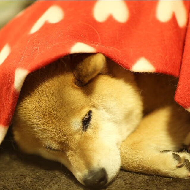 乐鱼体育官网投注-地方球队开展训练营送教下乡活动普及专业篮球知识，篮球培训招生活动